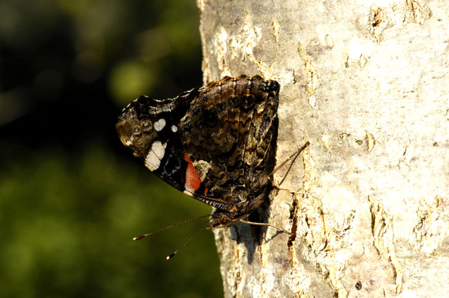 identificazione farfalla:Vanessa Atalanta??